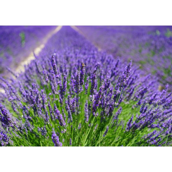 Fototapet decorativ  - Miros de lavanda - 392x272cm/5p./Vlies