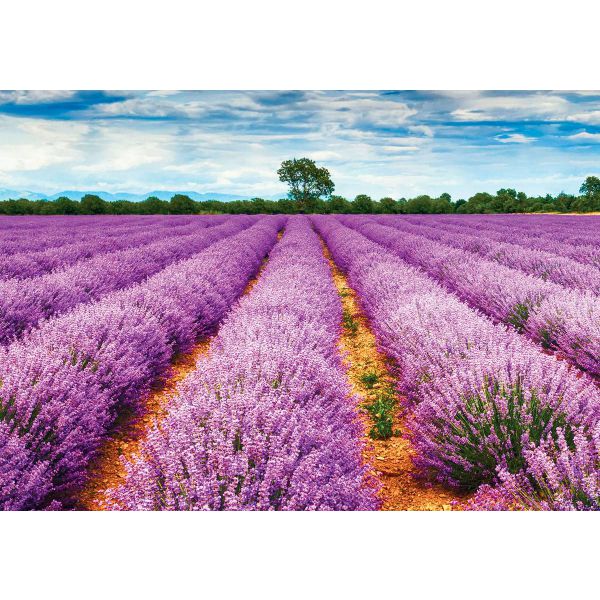 Fototapet decorativ  - Miros de lavanda - 392x272cm/5p./Vlies