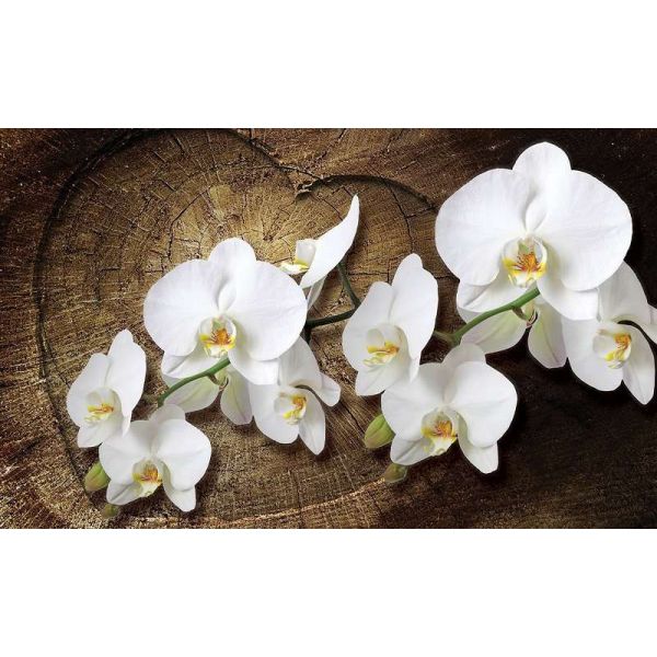Fototapet floral - Orckidee - 368x254 /4 p/Vlies