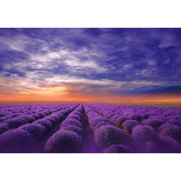 Fototapet decorativ  - Miros de lavanda - 392x272cm/5p./Vlies