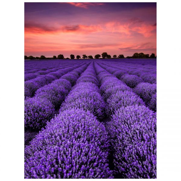 Fototapet decorativ  - Miros de lavanda - 392x272cm/5p./Vlies