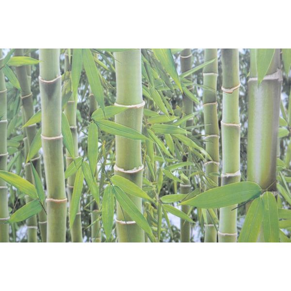 Tapet modern Bamboo - 5mp/rola