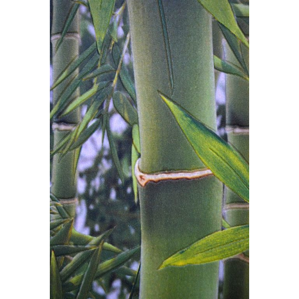 Tapet modern Bamboo - 5mp/rola